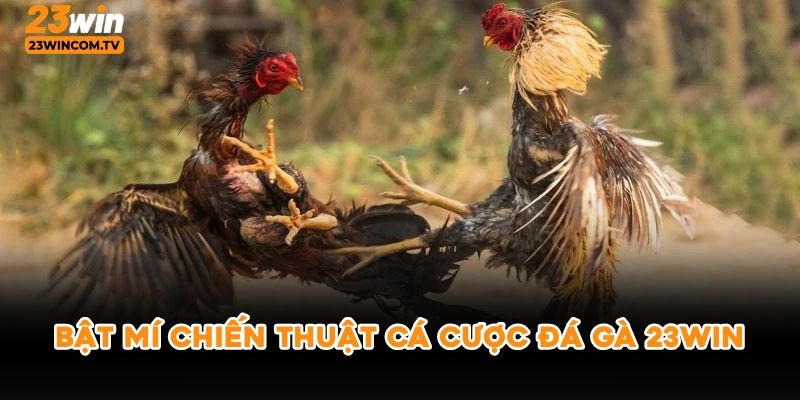 Bật mí chiến thuật cá cược đá gà 23win