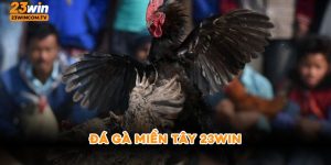 đá gà miền tây 23win