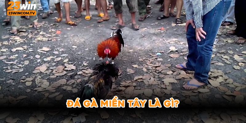 Đá gà miền Tây là gì ?