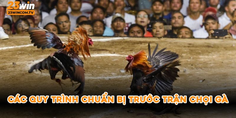 Các quy trình chuẩn bị trước trận chọi gà 